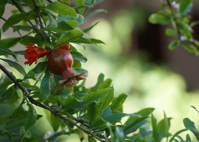 Totelya * Akyaka (Mugla)