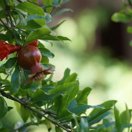 Totelya * アクヤカ