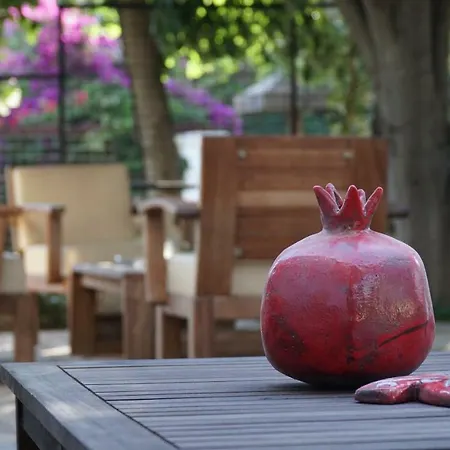 Totelya アクヤカ